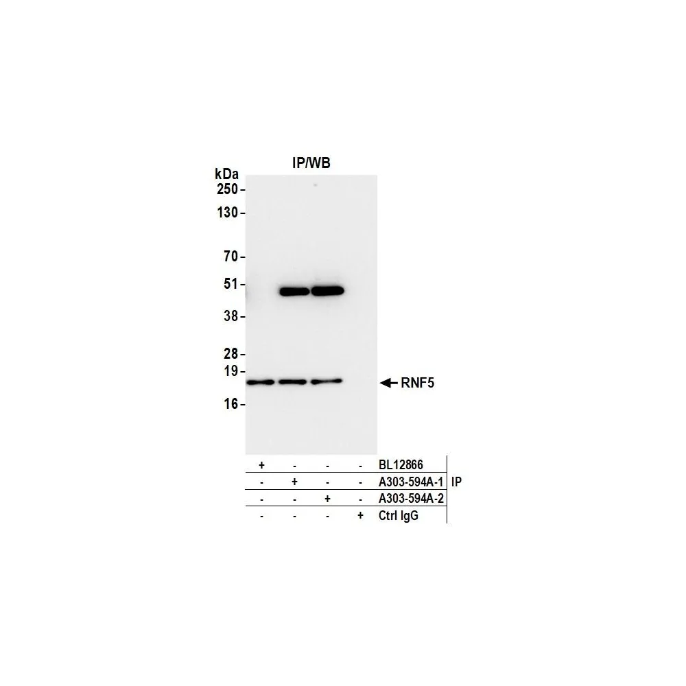 Rabbit anti-RNF5 Antibody, Affinity Purified