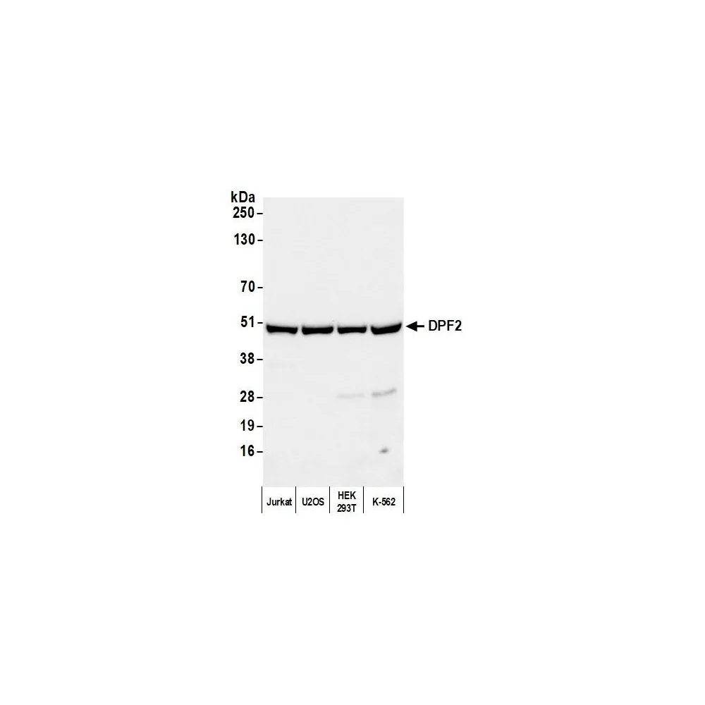 Rabbit anti-DPF2 Antibody, Affinity Purified