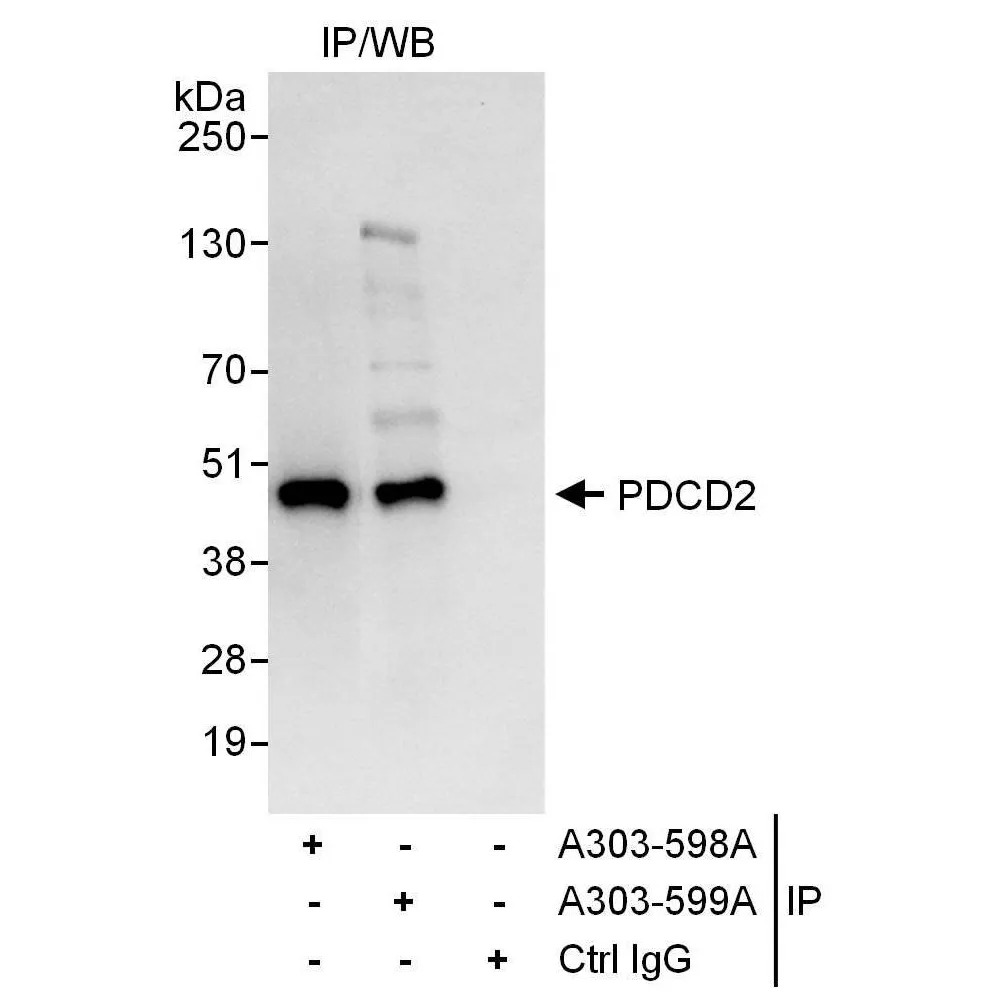 Rabbit anti-PDCD2 Antibody, Affinity Purified