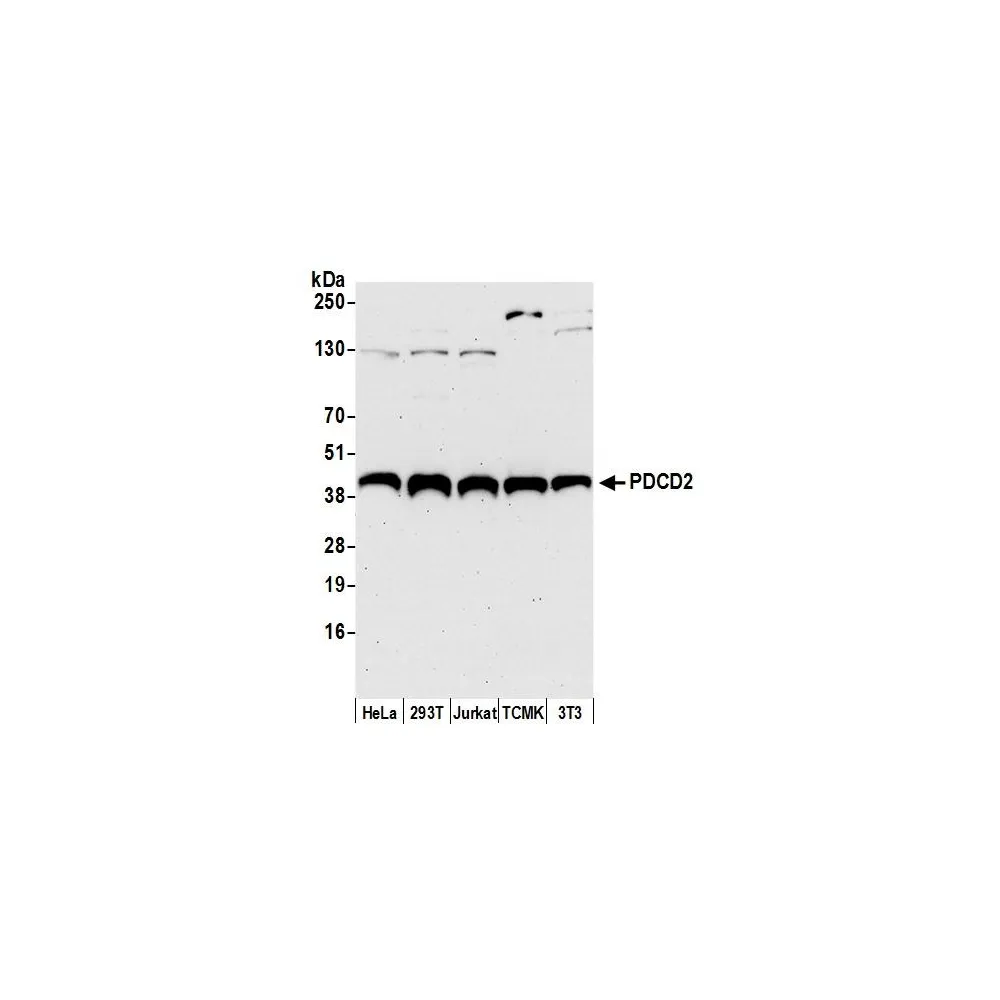 Rabbit anti-PDCD2 Antibody, Affinity Purified