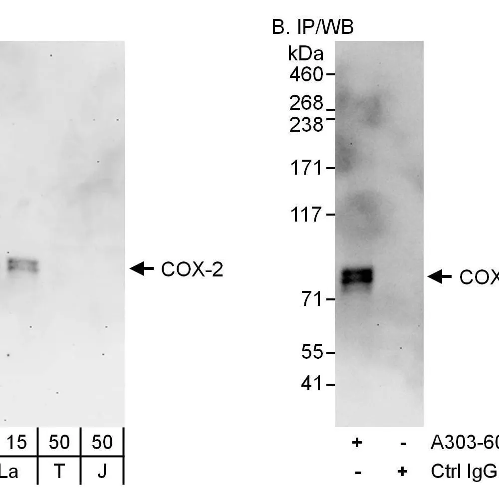 Rabbit anti-COX-2 Antibody, Affinity Purified