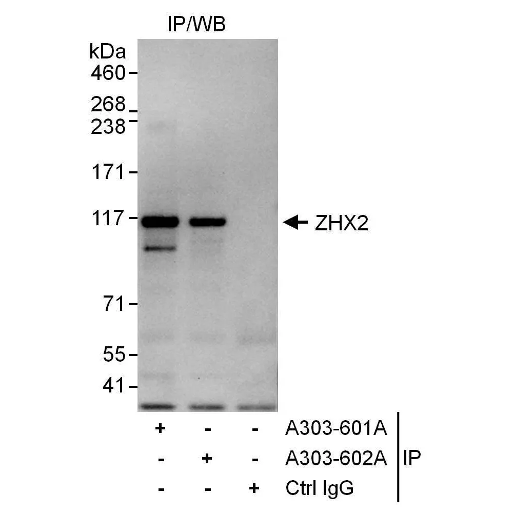Rabbit anti-ZHX2 Antibody, Affinity Purified