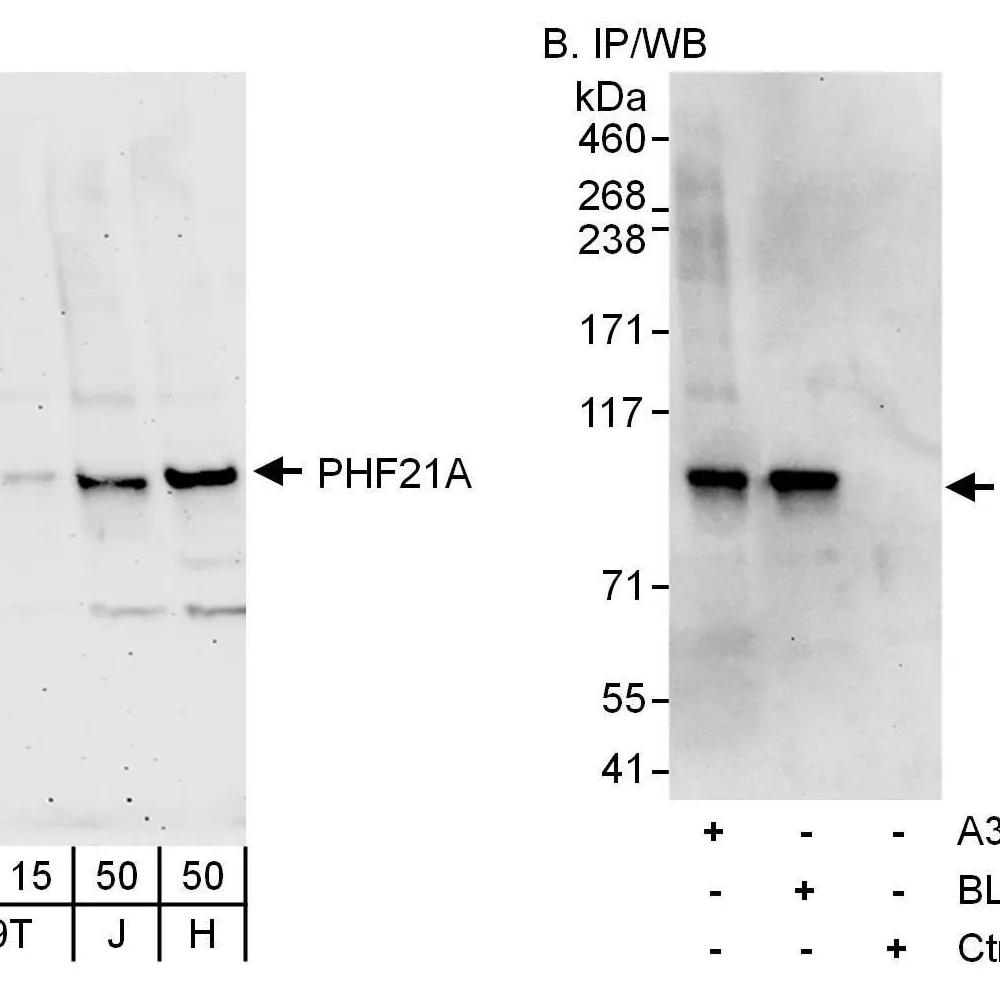 Rabbit anti-PHF21A Antibody, Affinity Purified