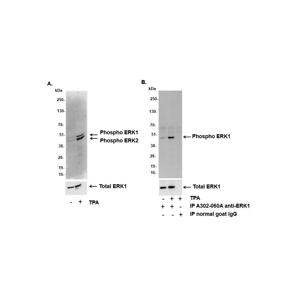 Rabbit anti-Phospho ERK1/2 (T202/Y204, T185/Y187) Antibody, Affinity Purified