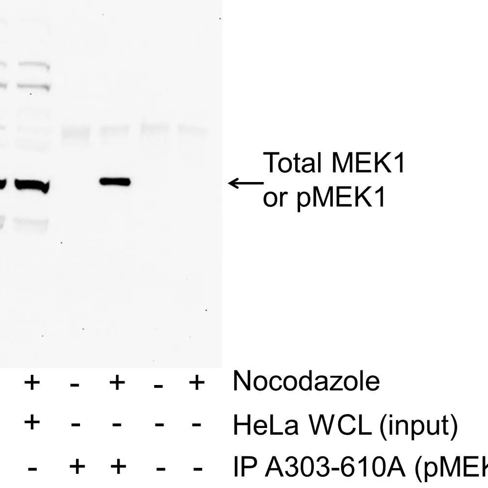 Rabbit anti-Phospho MEK1(T286) Antibody, Affinity Purified