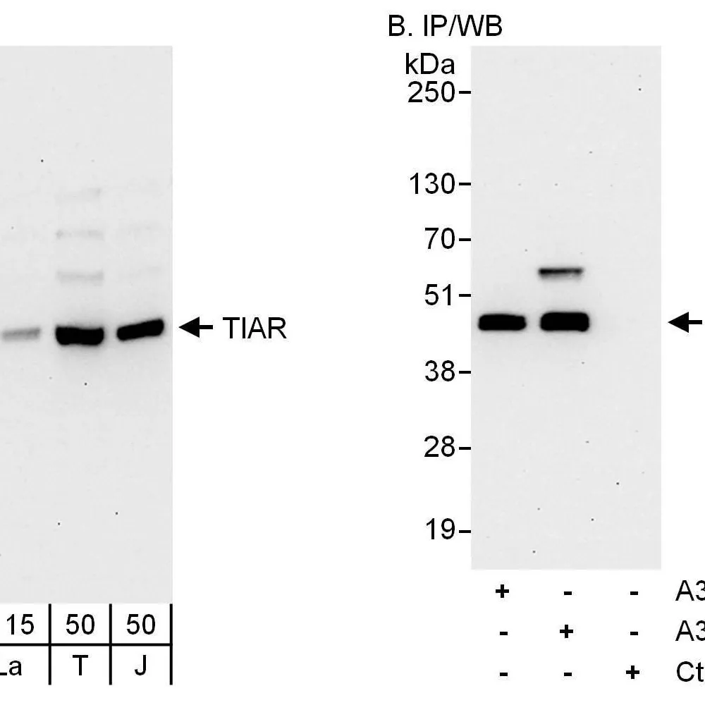 Rabbit anti-TIAR Antibody, Affinity Purified