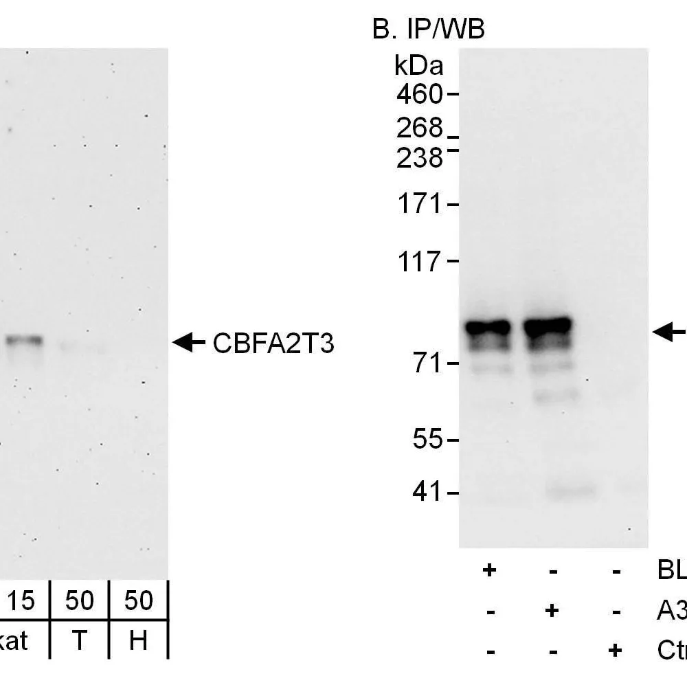 Rabbit anti-CBFA2T3 Antibody, Affinity Purified