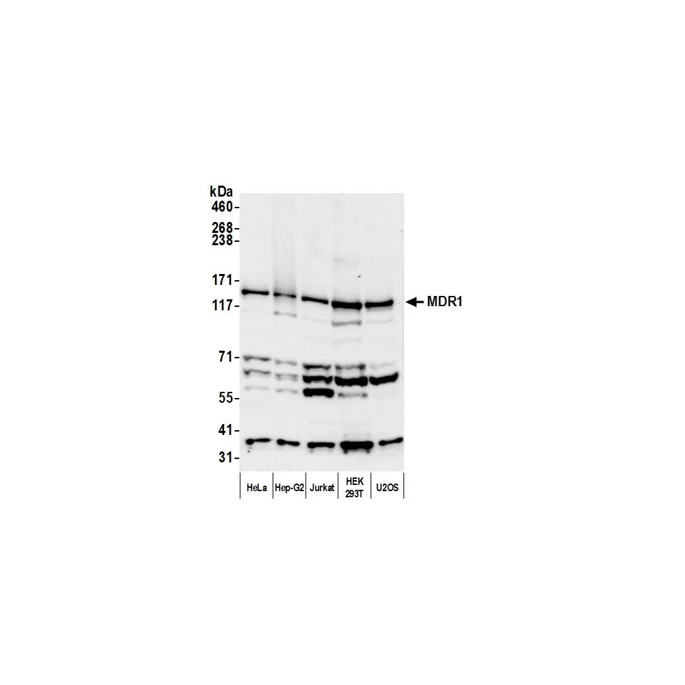 Rabbit anti-MDR1/ABCB1 Antibody, Affinity Purified