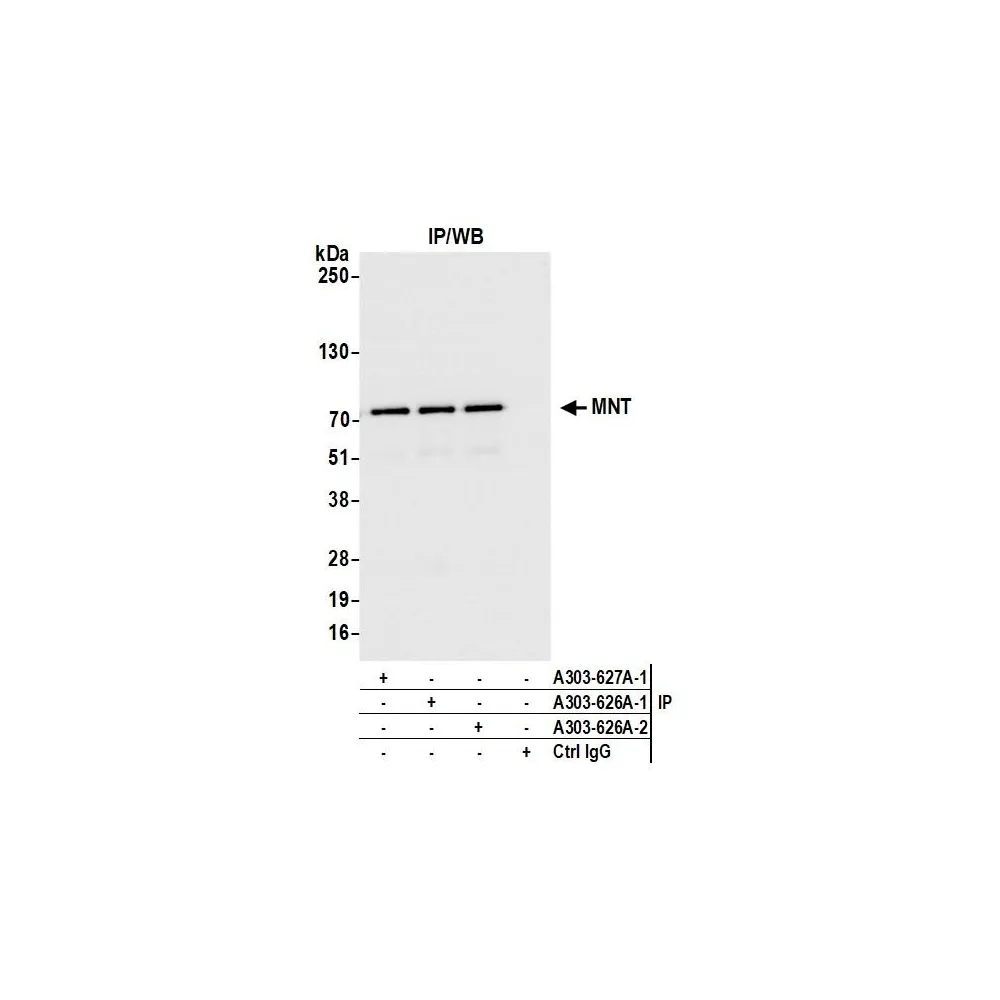 Rabbit anti-MNT Antibody, Affinity Purified
