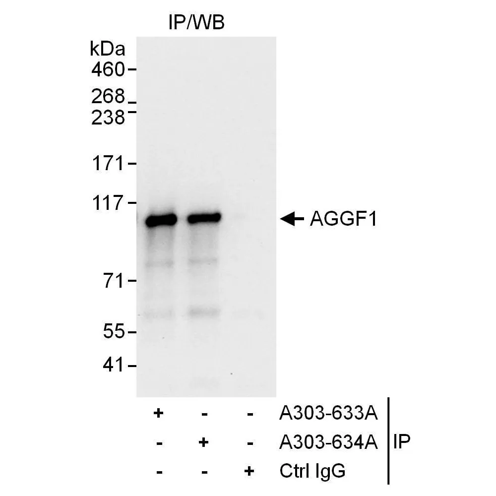 Rabbit anti-AGGF1 Antibody, Affinity Purified