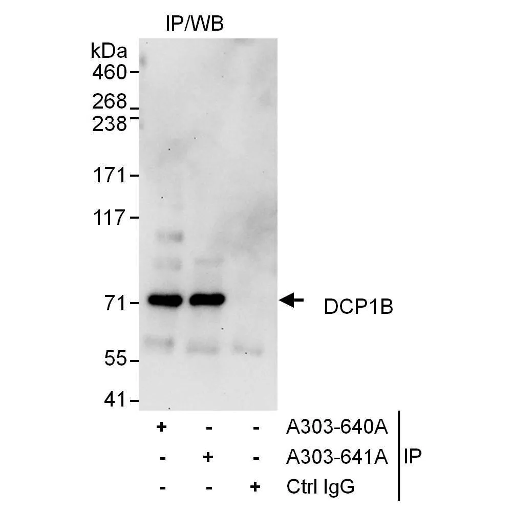 Rabbit anti-DCP1B Antibody, Affinity Purified