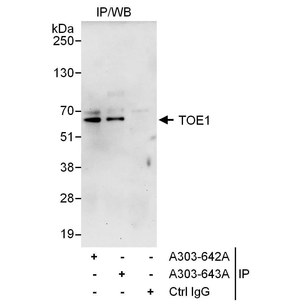 Rabbit anti-TOE1 Antibody, Affinity Purified