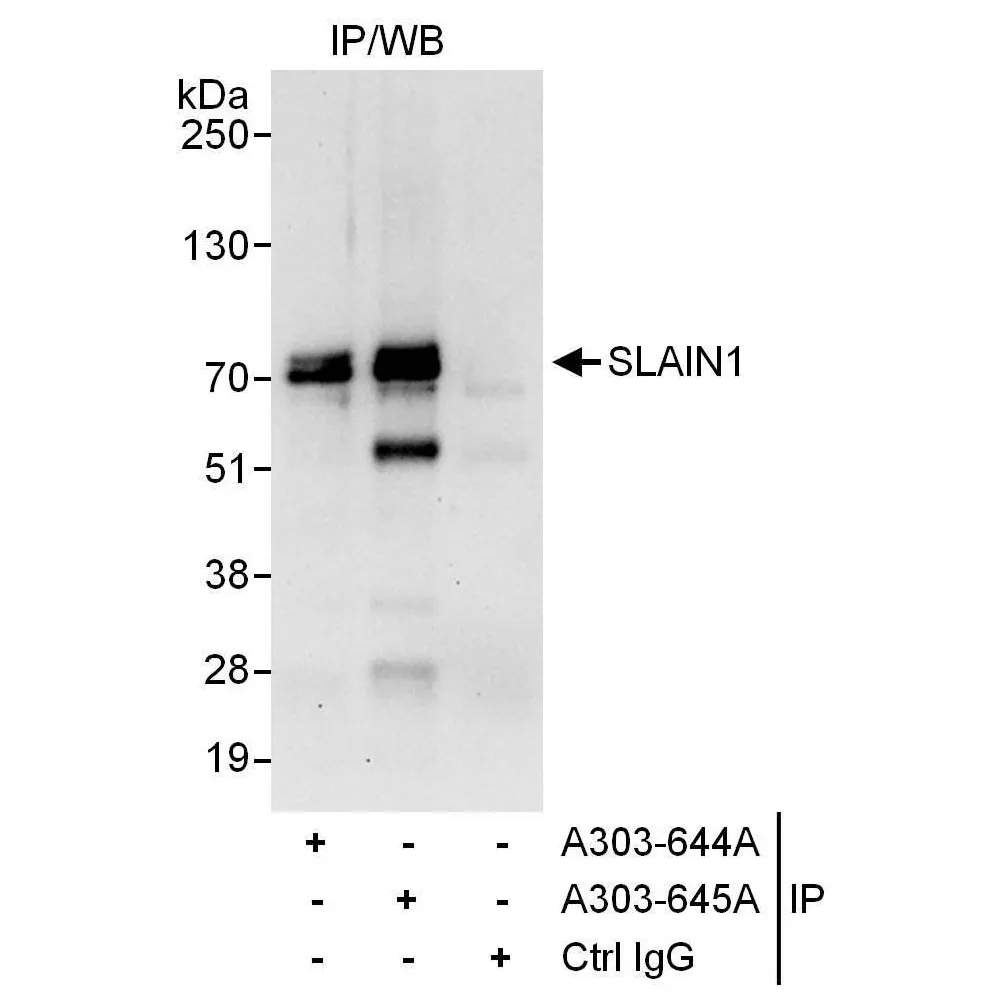 Rabbit anti-SLAIN1 Antibody, Affinity Purified