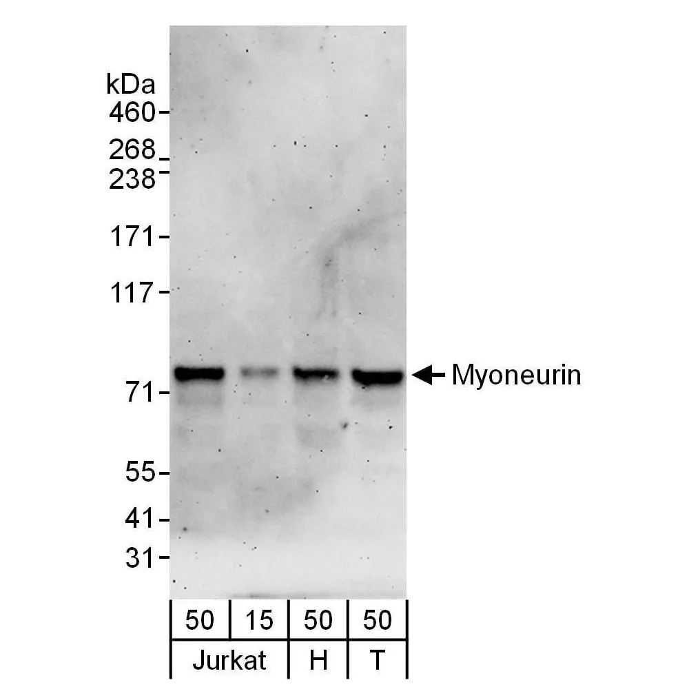 Rabbit anti-Myoneurin Antibody, Affinity Purified