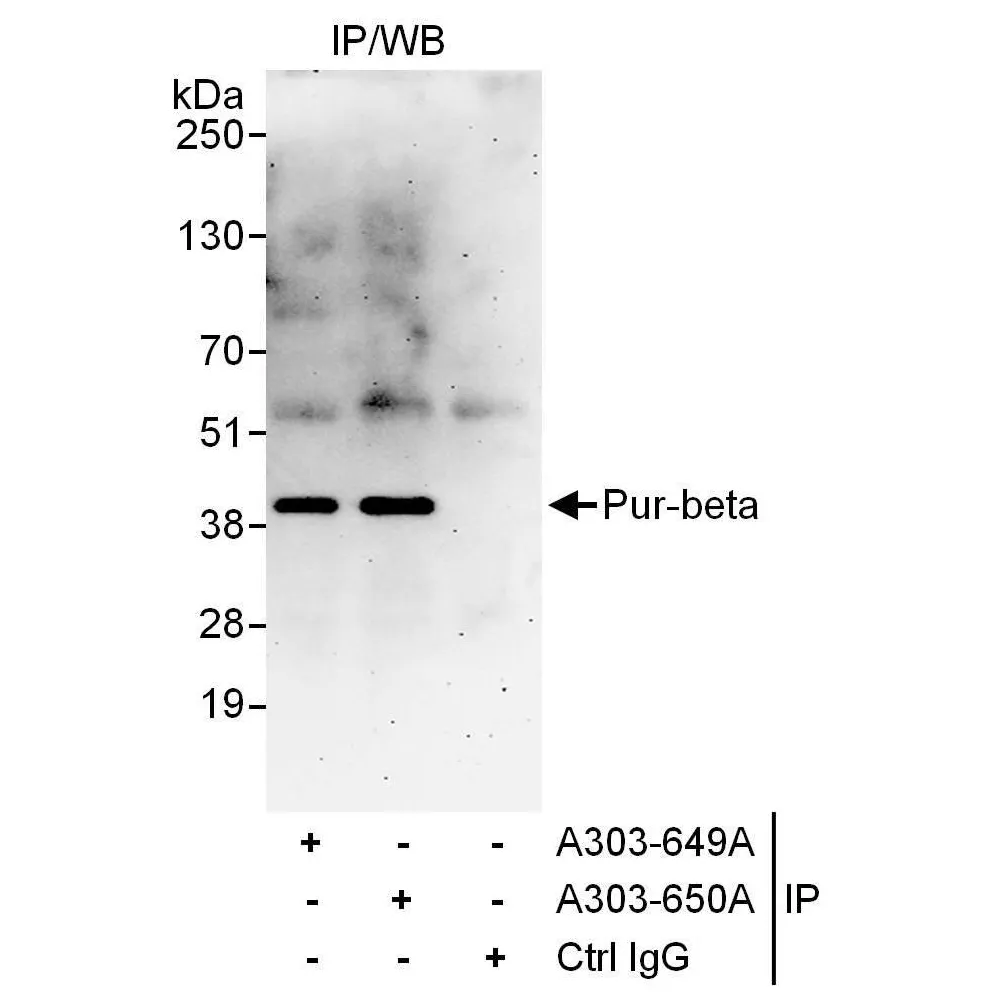 Rabbit anti-Pur-beta Antibody, Affinity Purified