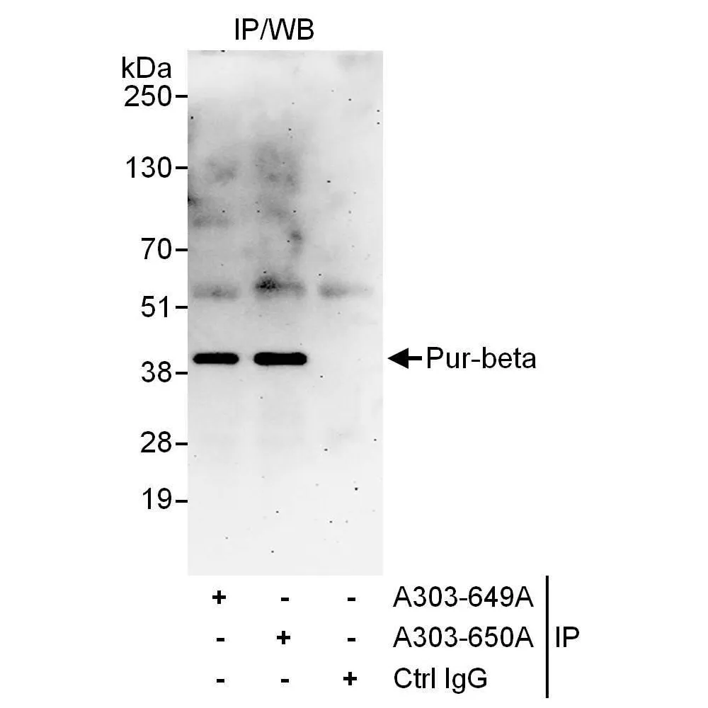 Rabbit anti-Pur-beta Antibody, Affinity Purified