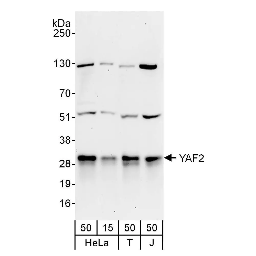 Rabbit anti-YAF2 Antibody, Affinity Purified