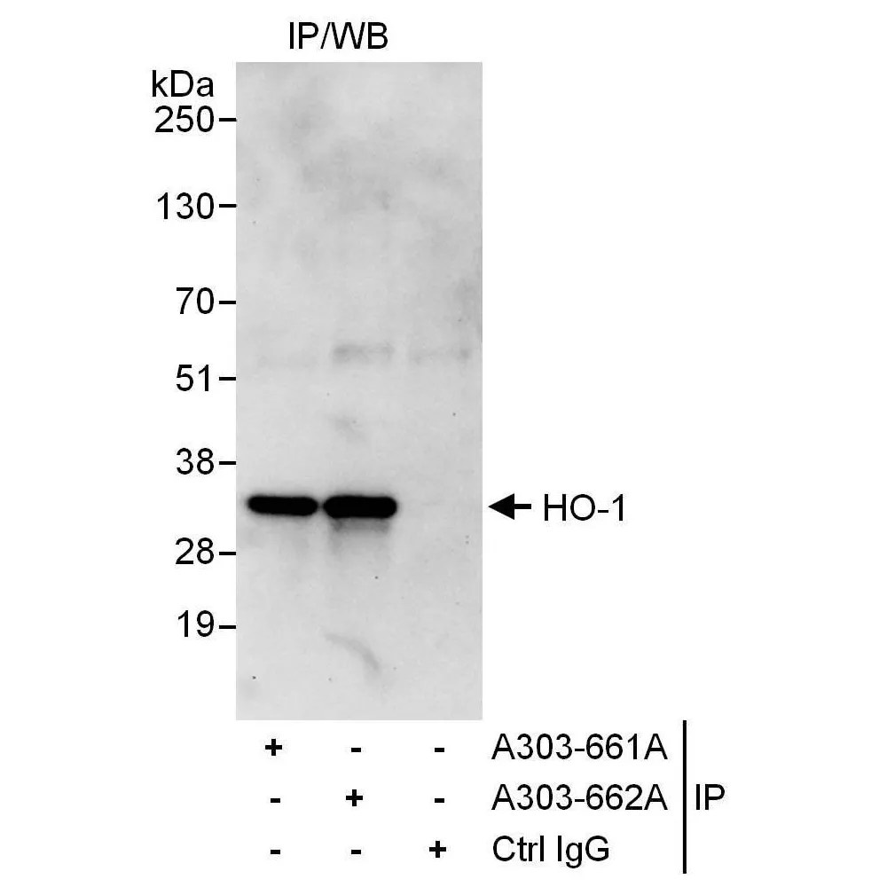 Rabbit anti-HO-1 Antibody, Affinity Purified