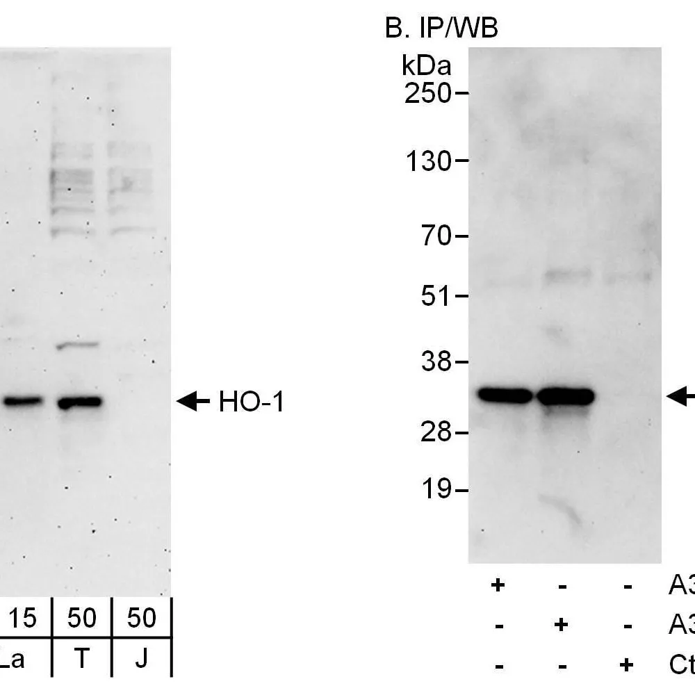 Rabbit anti-HO-1 Antibody, Affinity Purified