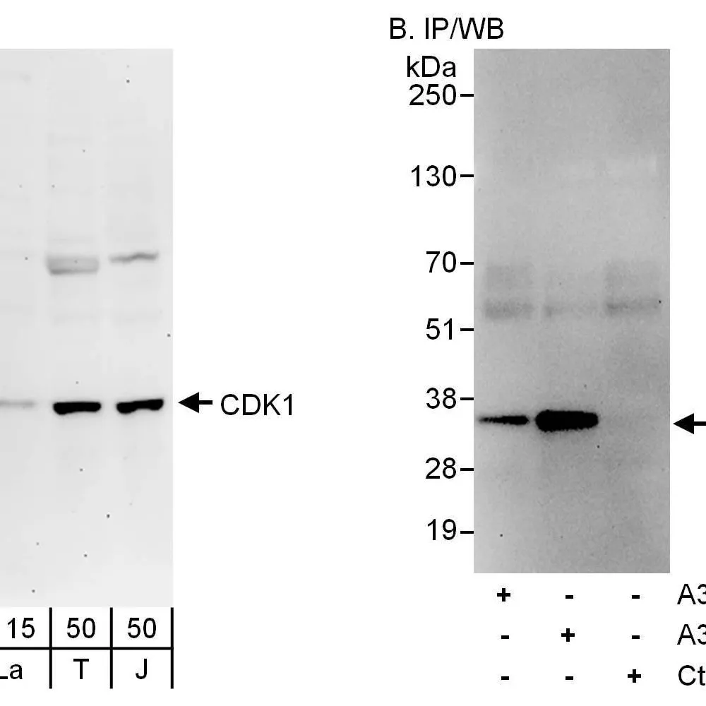 Rabbit anti-CDK1 Antibody, Affinity Purified