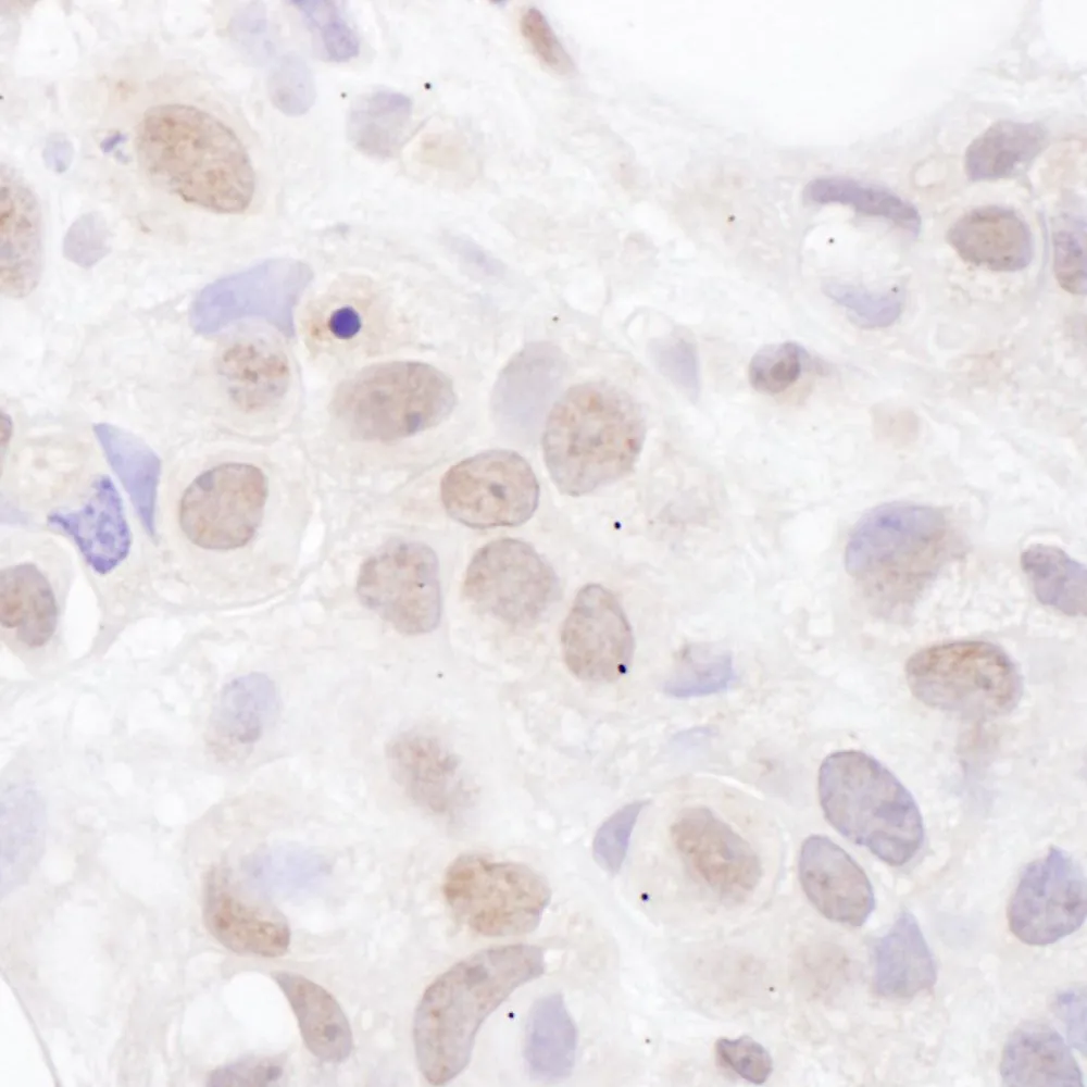 Rabbit anti-U2AF65 Antibody, Affinity Purified
