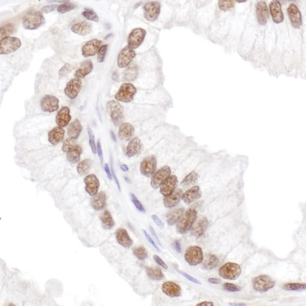 Rabbit anti-SRp55 Antibody, Affinity Purified