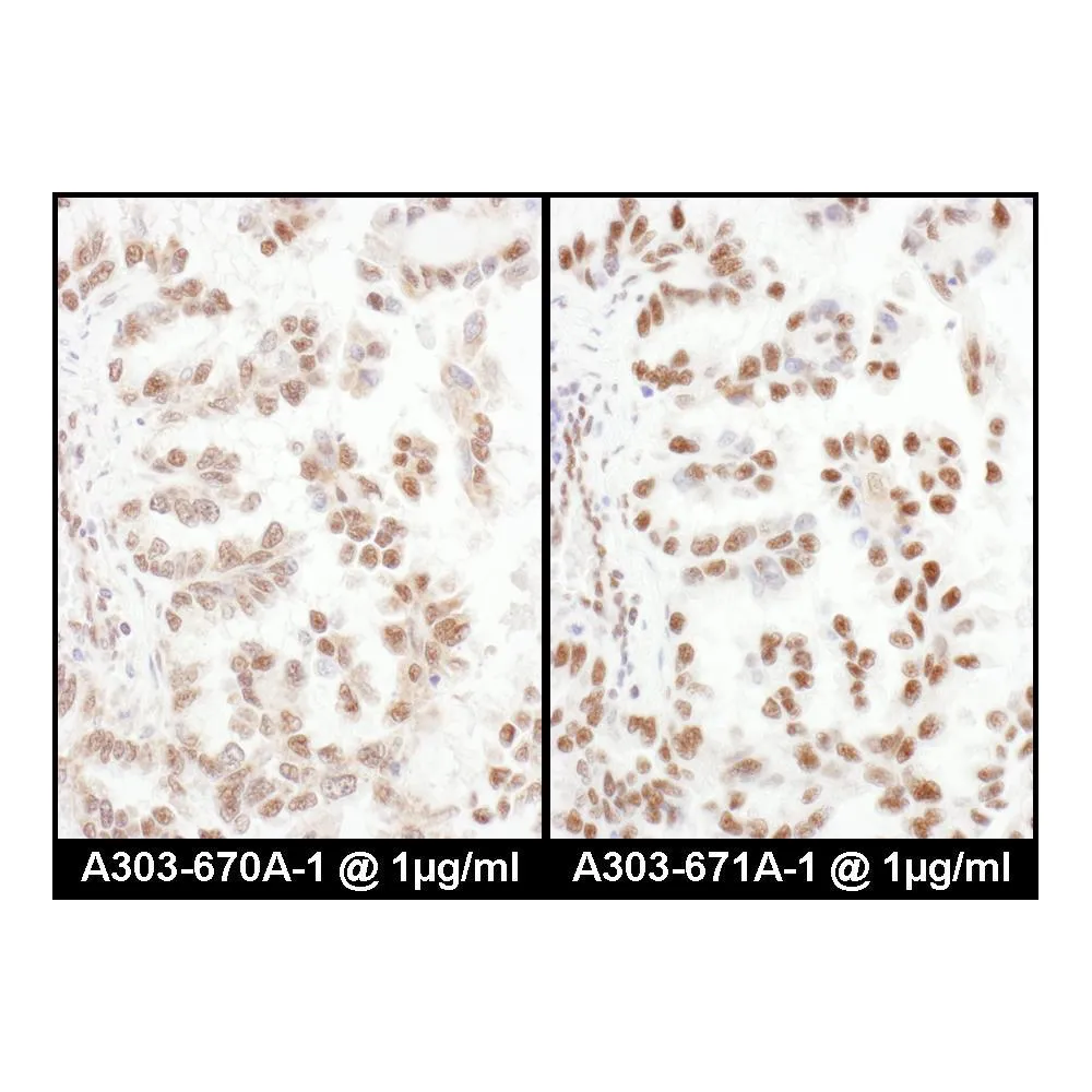 Rabbit anti-SRp75 Antibody, Affinity Purified