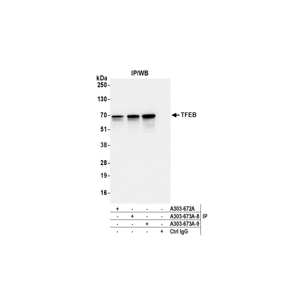 Rabbit anti-TFEB Antibody, Affinity Purified