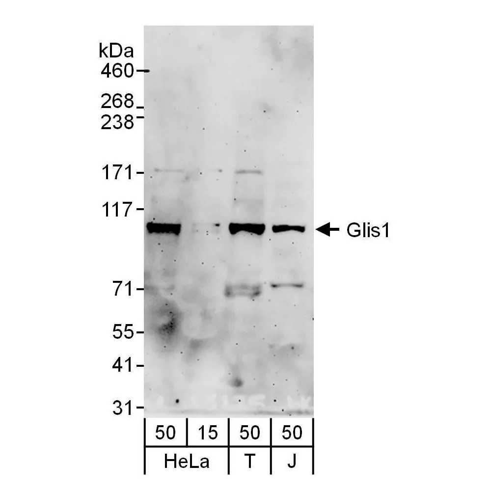 Rabbit anti-Glis1 Antibody, Affinity Purified