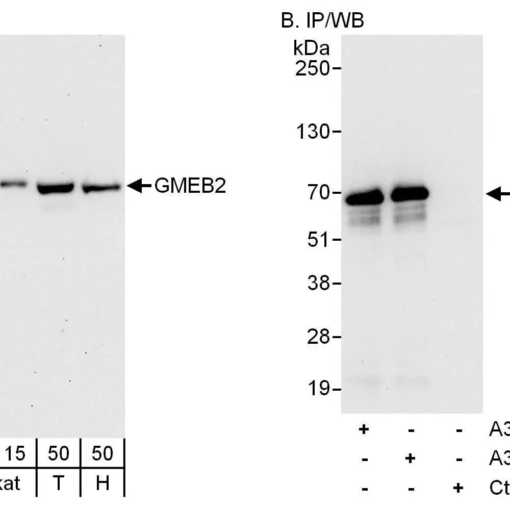 Rabbit anti-GMEB2 Antibody, Affinity Purified