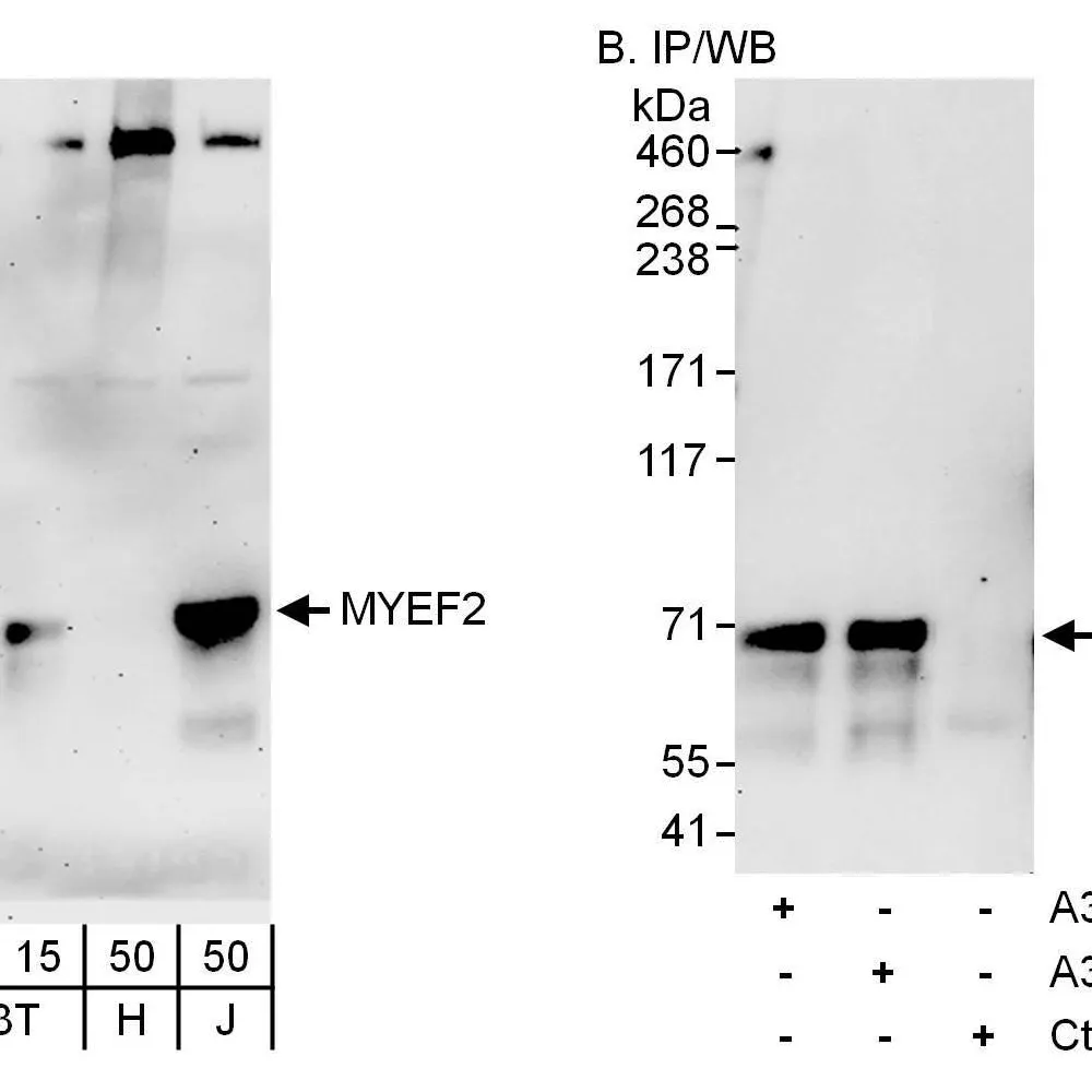 Rabbit anti-MYEF2 Antibody, Affinity Purified
