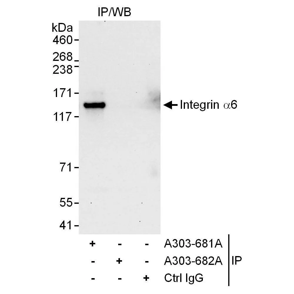 Rabbit anti-Integrin Alpha 6 Antibody, Affinity Purified