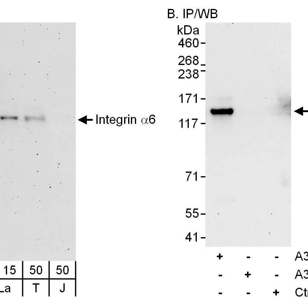 Rabbit anti-Integrin Alpha 6 Antibody, Affinity Purified