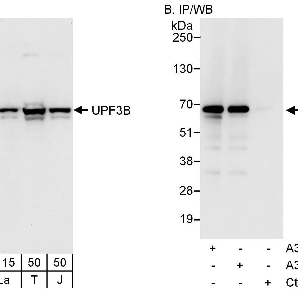 Rabbit anti-UPF3B Antibody, Affinity Purified
