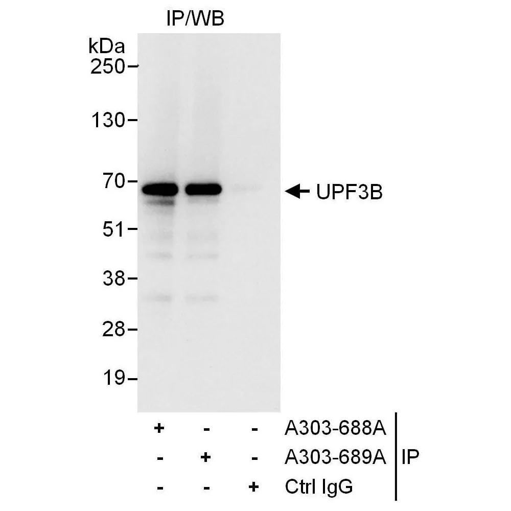 Rabbit anti-UPF3B Antibody, Affinity Purified