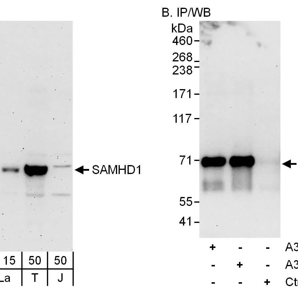 Rabbit anti-SAMHD1 Antibody, Affinity Purified