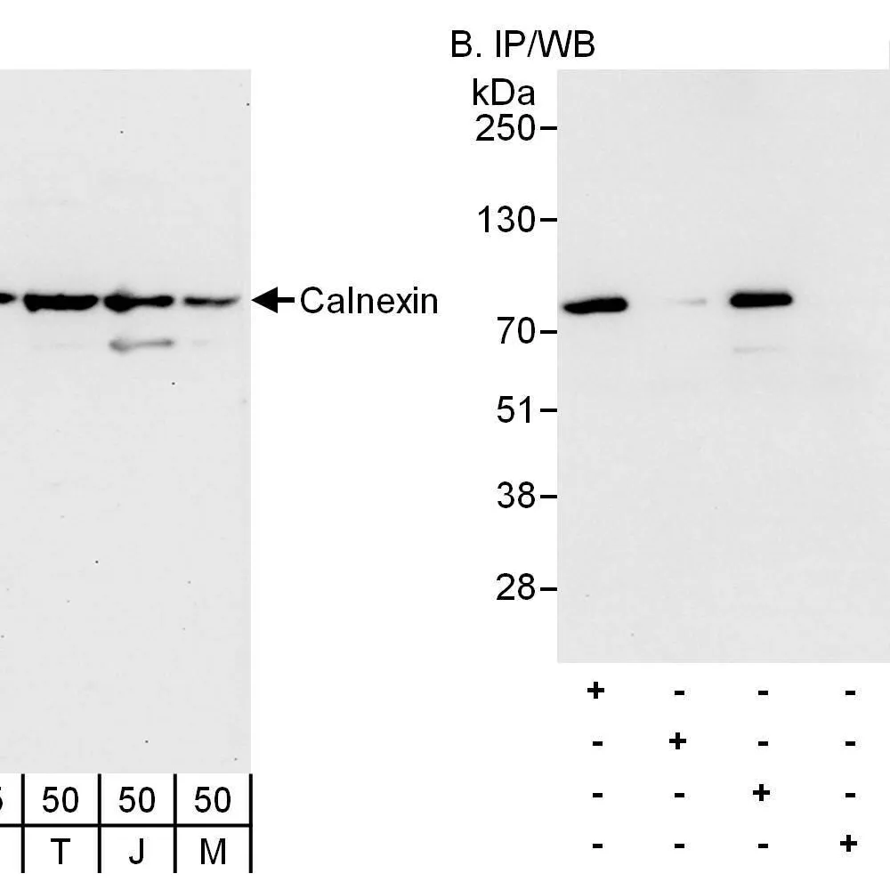 Rabbit anti-Calnexin Antibody, Affinity Purified
