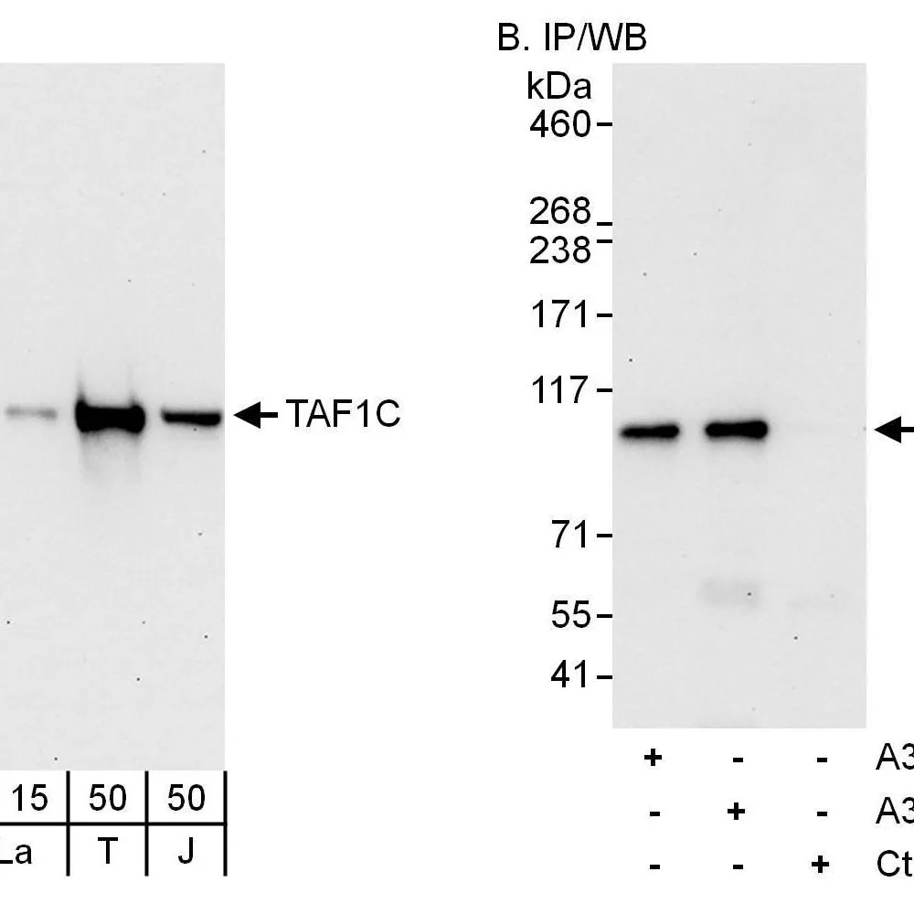 Rabbit anti-TAF1C Antibody, Affinity Purified