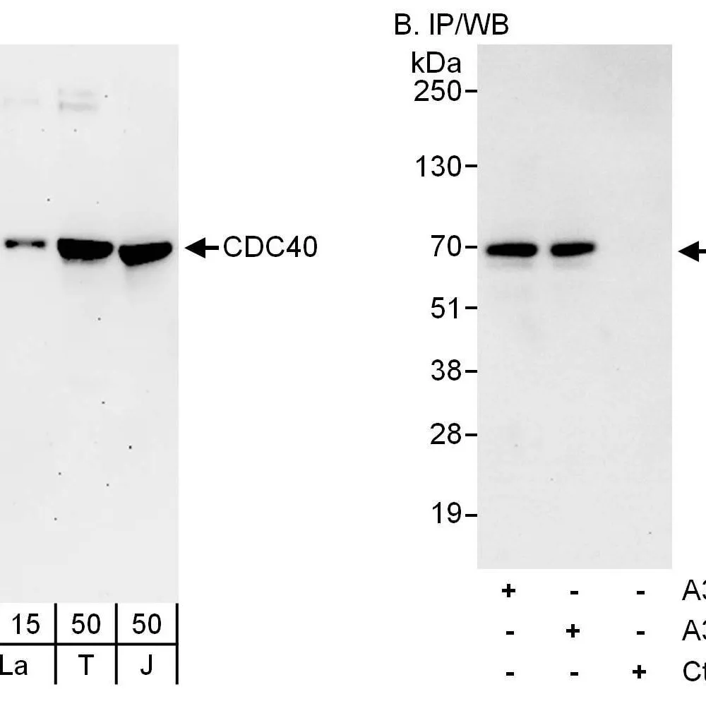 Rabbit anti-CDC40 Antibody, Affinity Purified