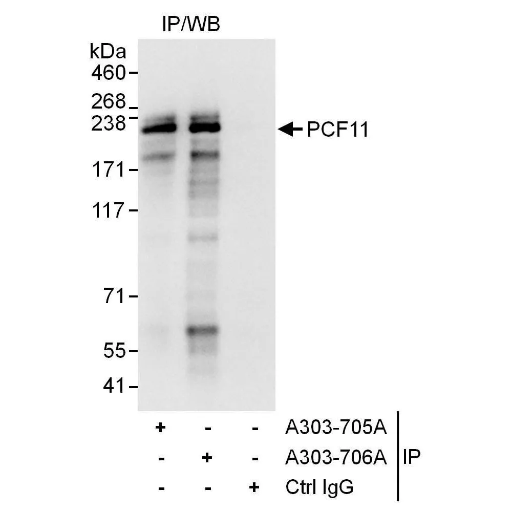 Rabbit anti-PCF11 Antibody, Affinity Purified