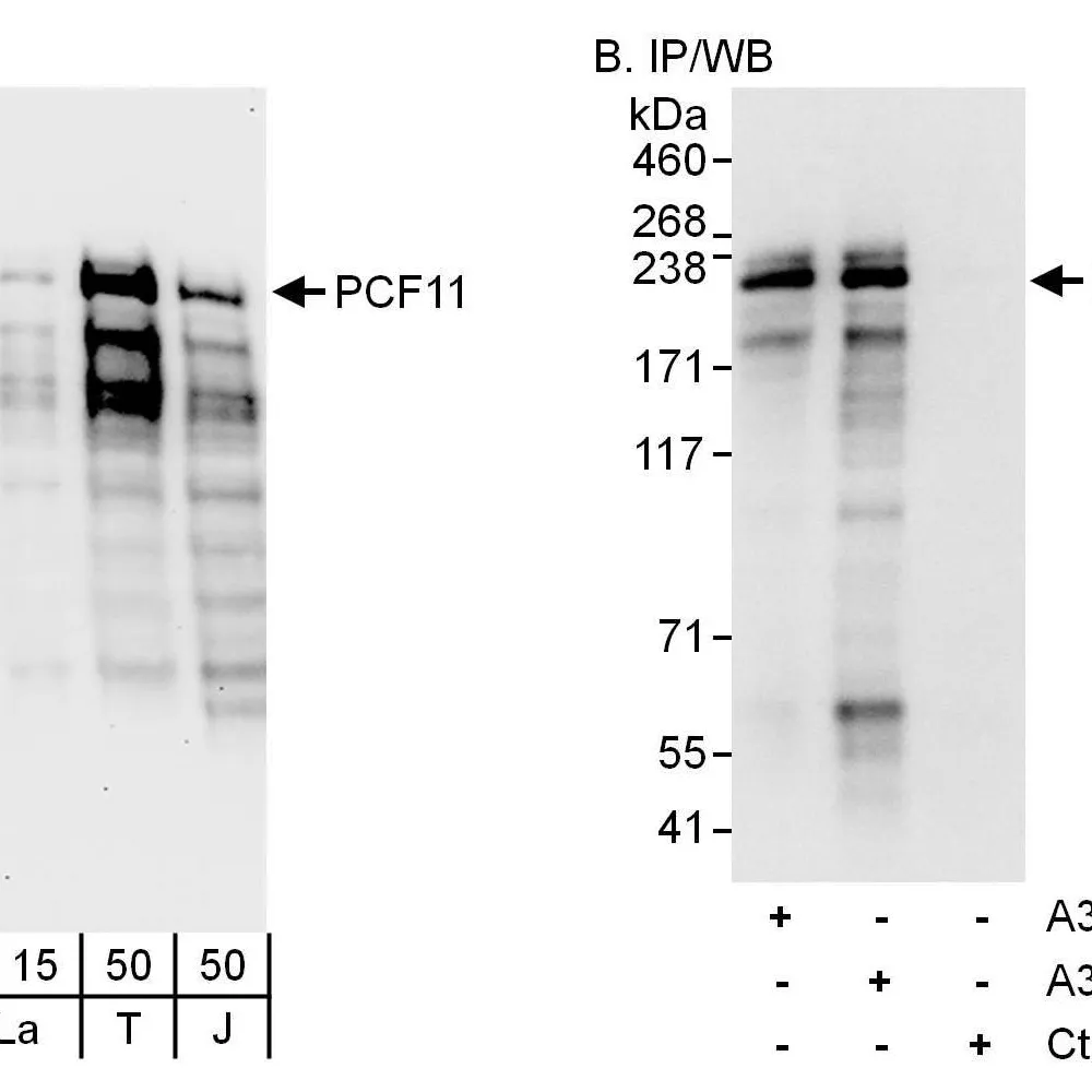 Rabbit anti-PCF11 Antibody, Affinity Purified