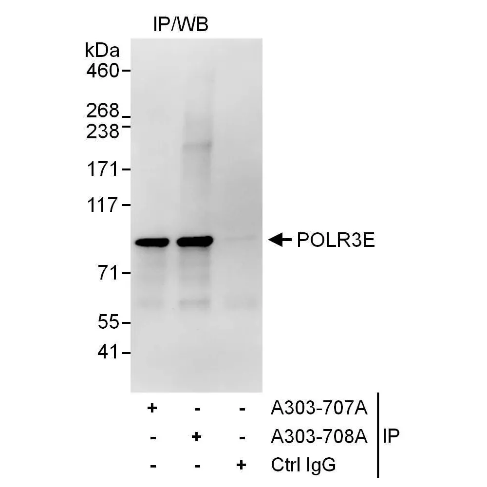 Rabbit anti-POLR3E Antibody, Affinity Purified