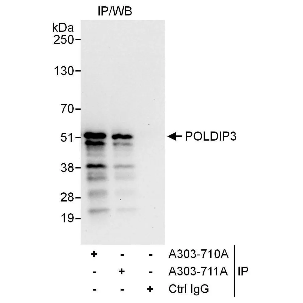 Rabbit anti-POLDIP3 Antibody, Affinity Purified