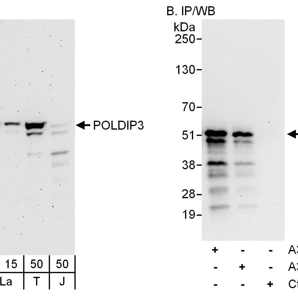 Rabbit anti-POLDIP3 Antibody, Affinity Purified