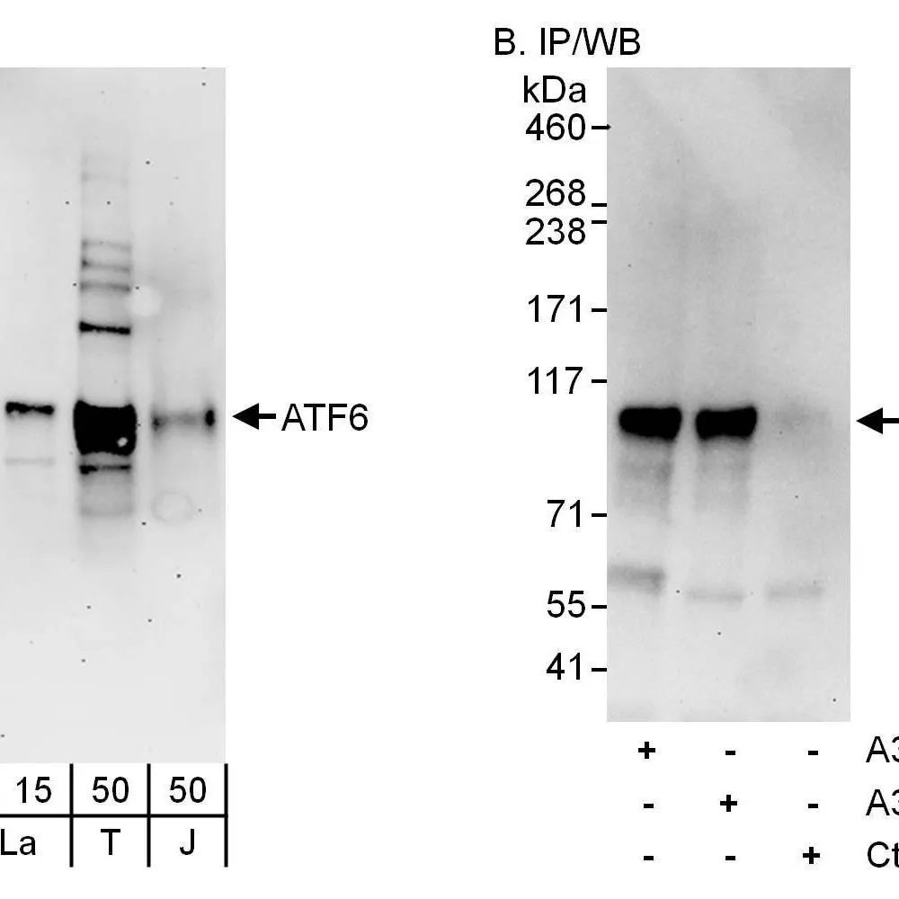 Rabbit anti-ATF6 Antibody, Affinity Purified