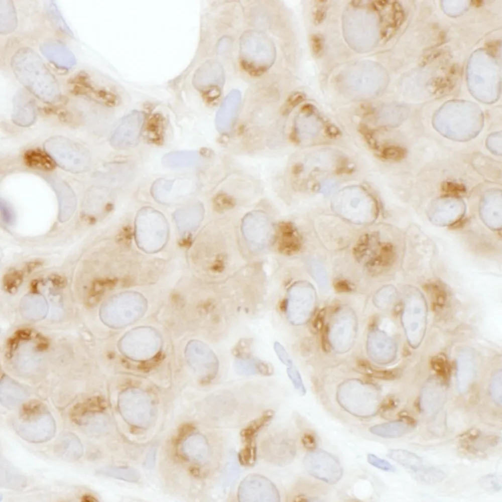 Rabbit anti-ATF6 Antibody, Affinity Purified