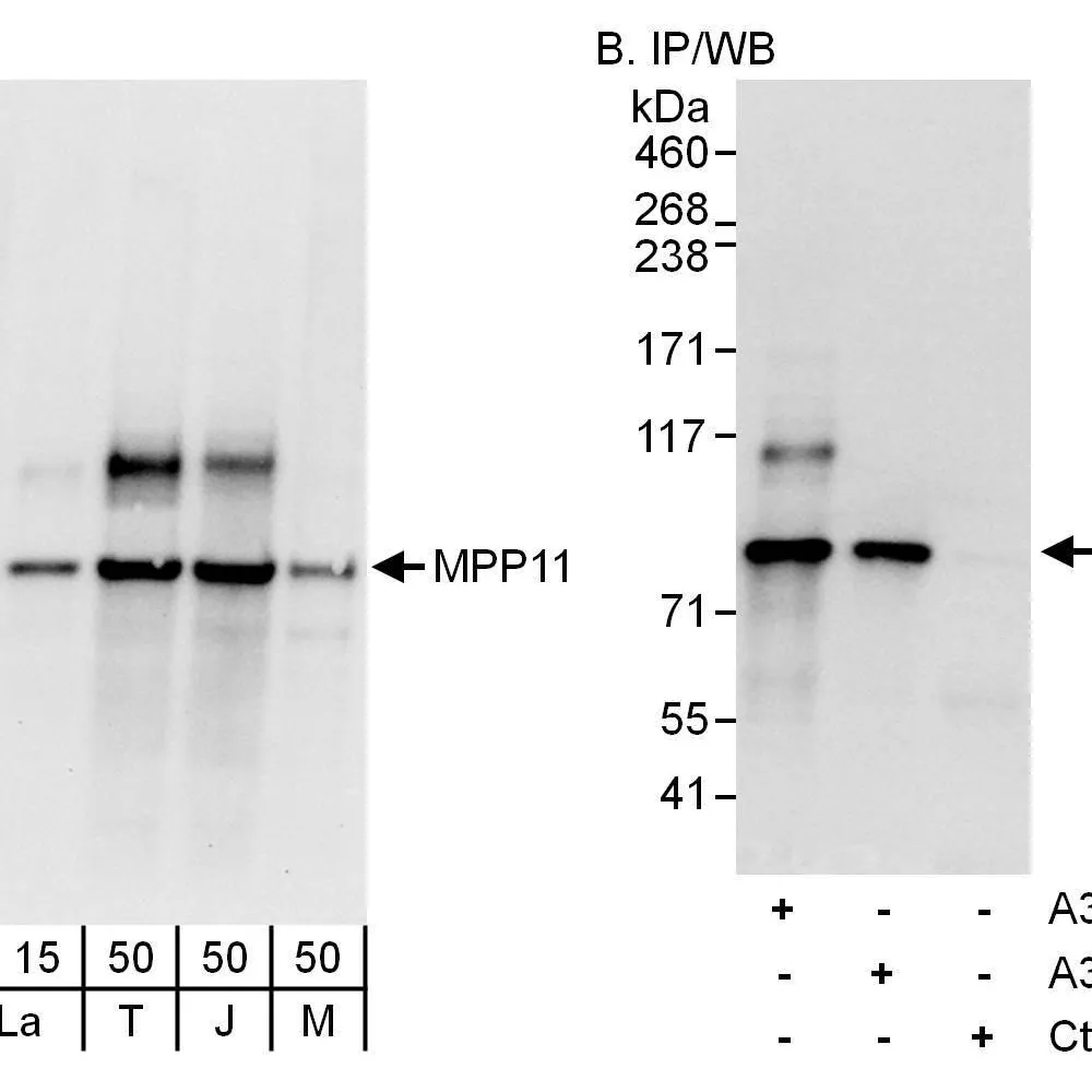 Rabbit anti-MPP11 Antibody, Affinity Purified