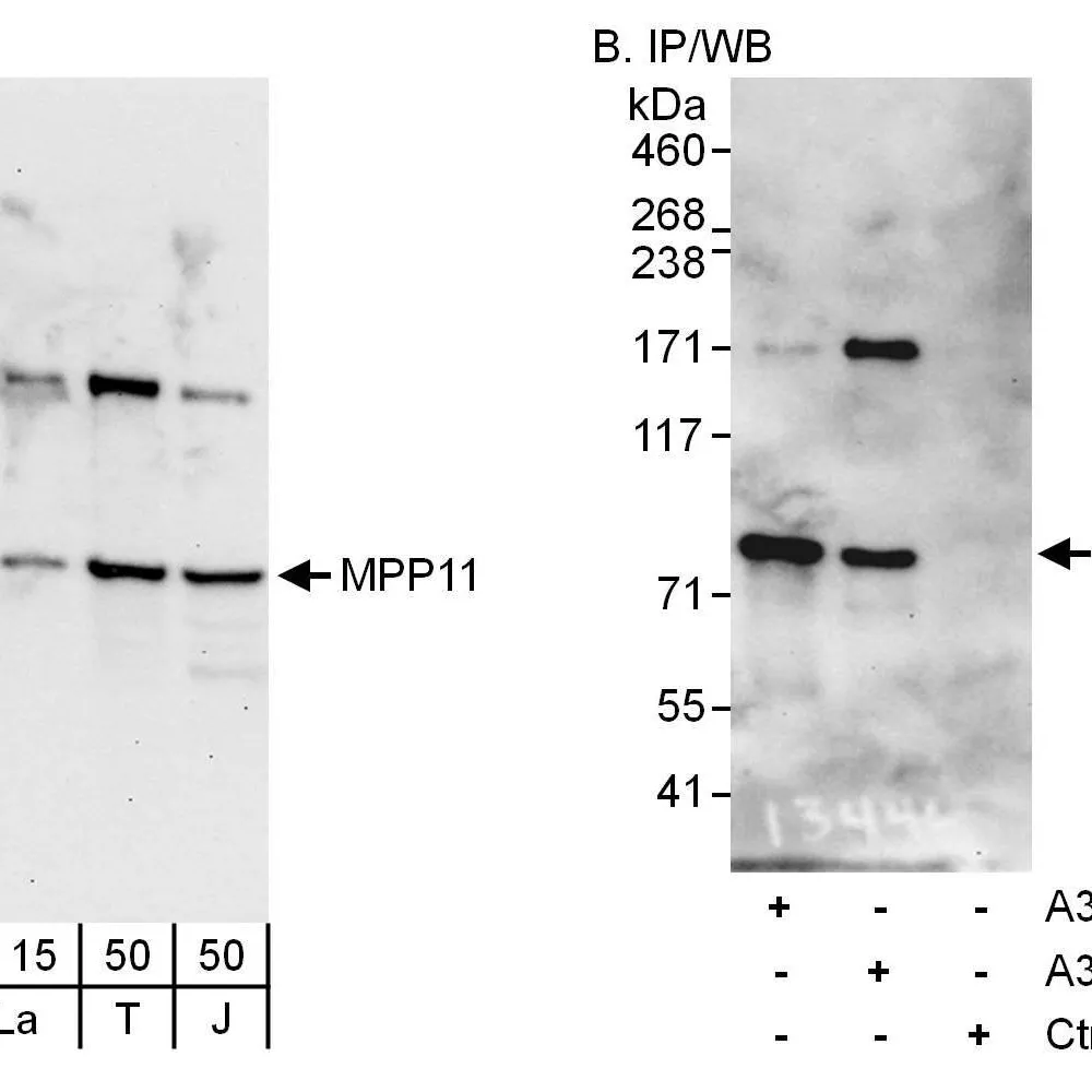 Rabbit anti-MPP11 Antibody, Affinity Purified