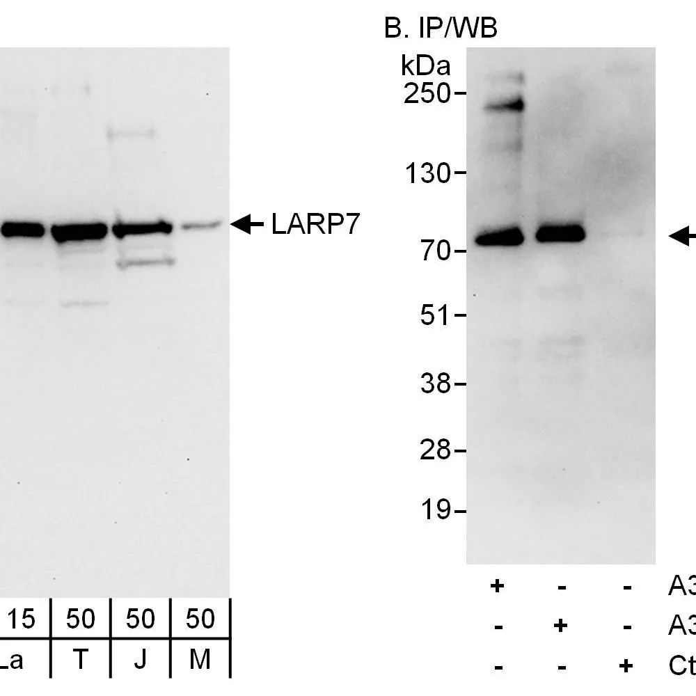 Rabbit anti-LARP7 Antibody, Affinity Purified