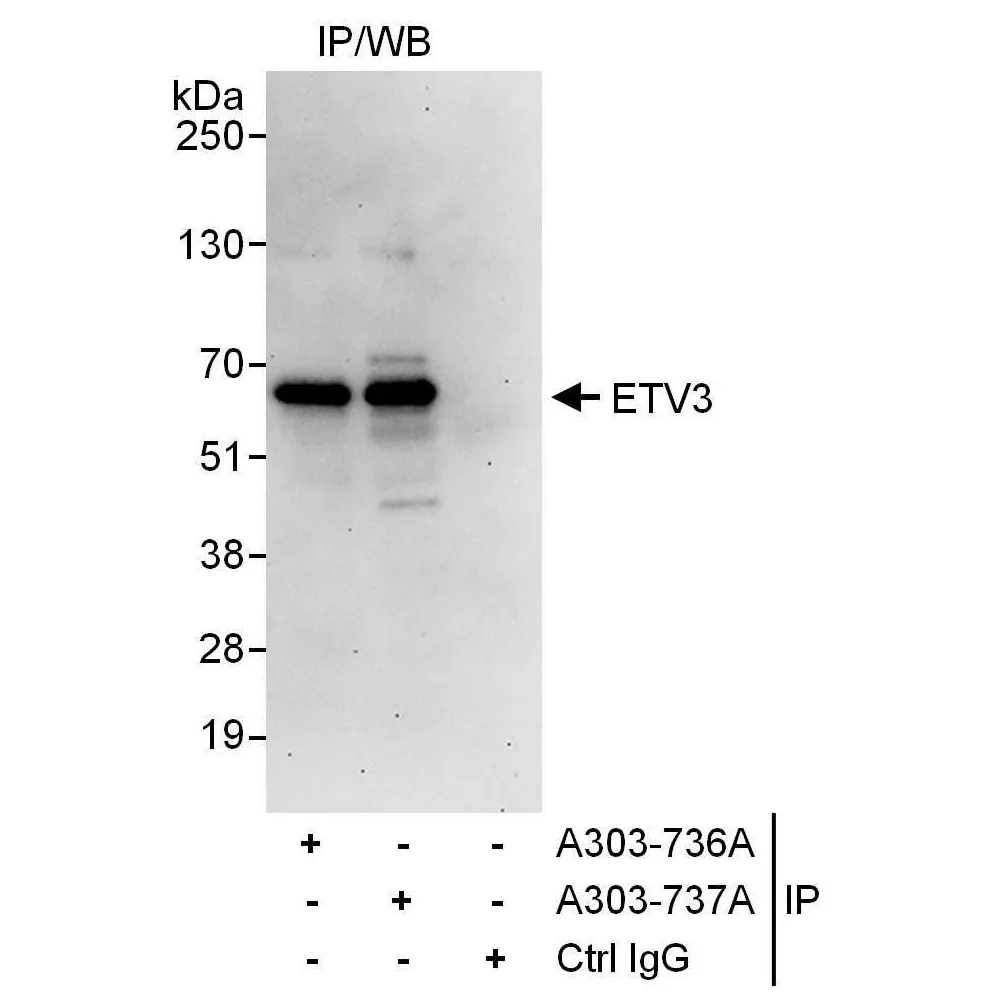 Rabbit anti-ETV3 Antibody, Affinity Purified